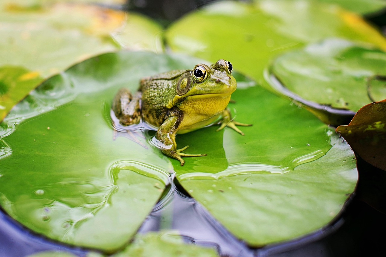frog, animal, pond-2525994.jpg